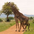 Giraffen