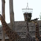 Giraffen