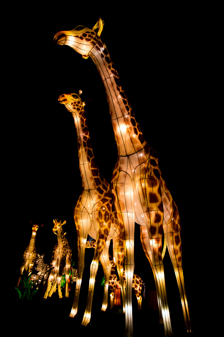 Giraffen 