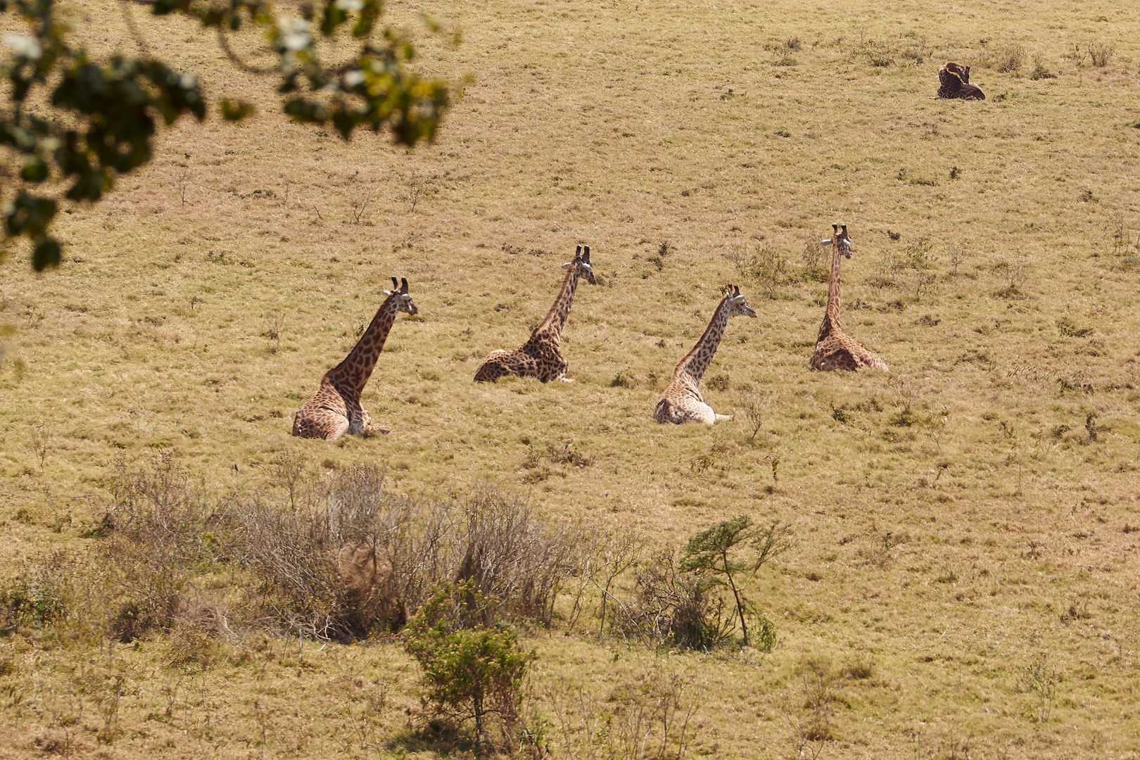 Giraffen