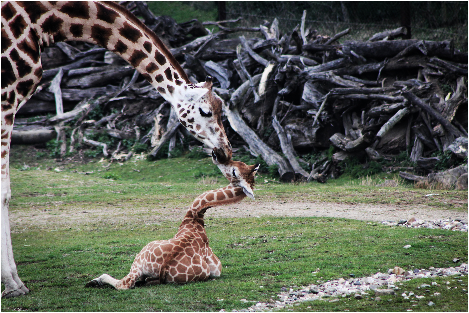 Giraffen