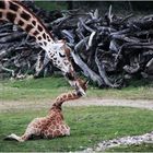 Giraffen