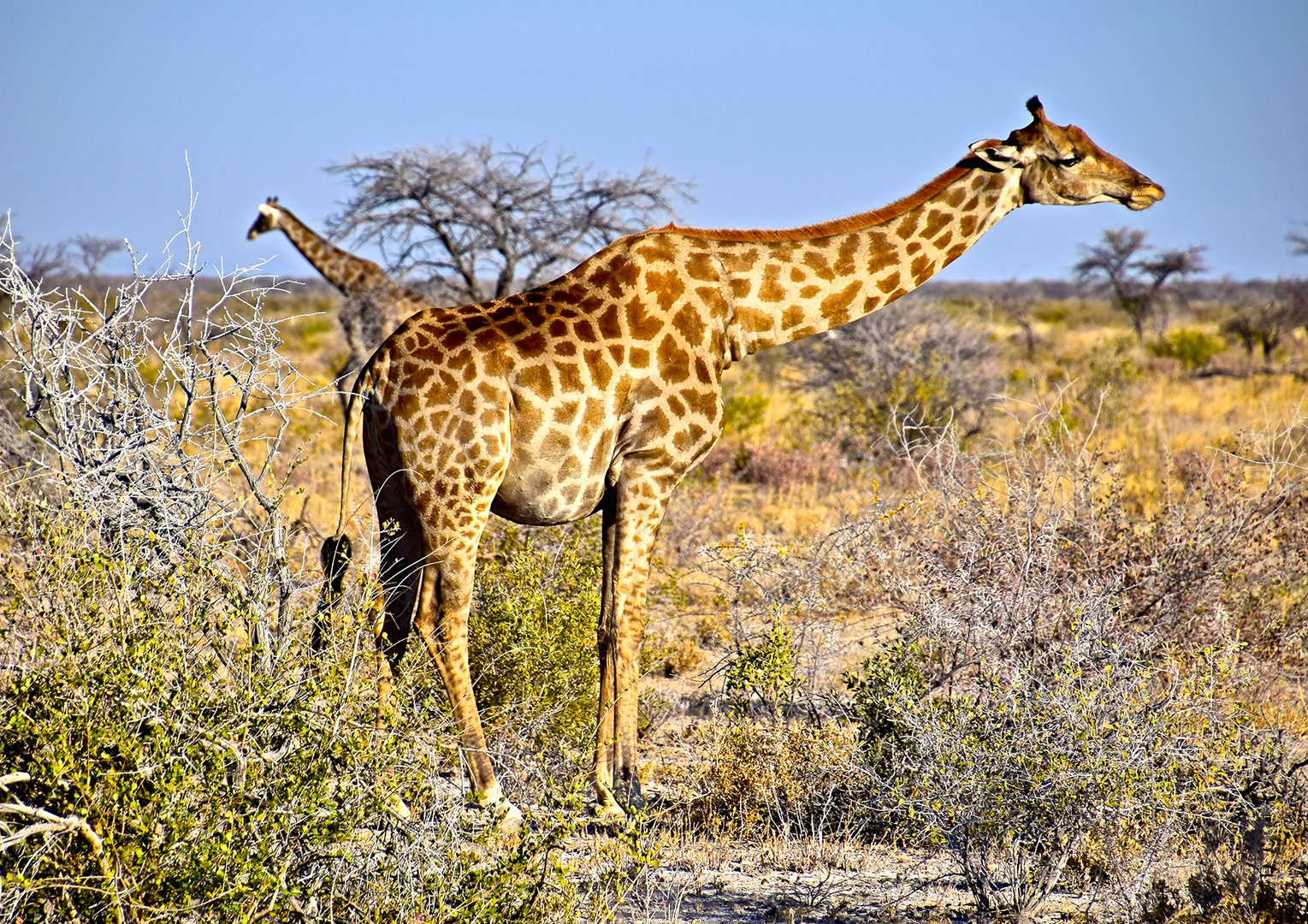 Giraffen Foto & Bild world, natur, namibia Bilder auf