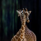 Giraffen....