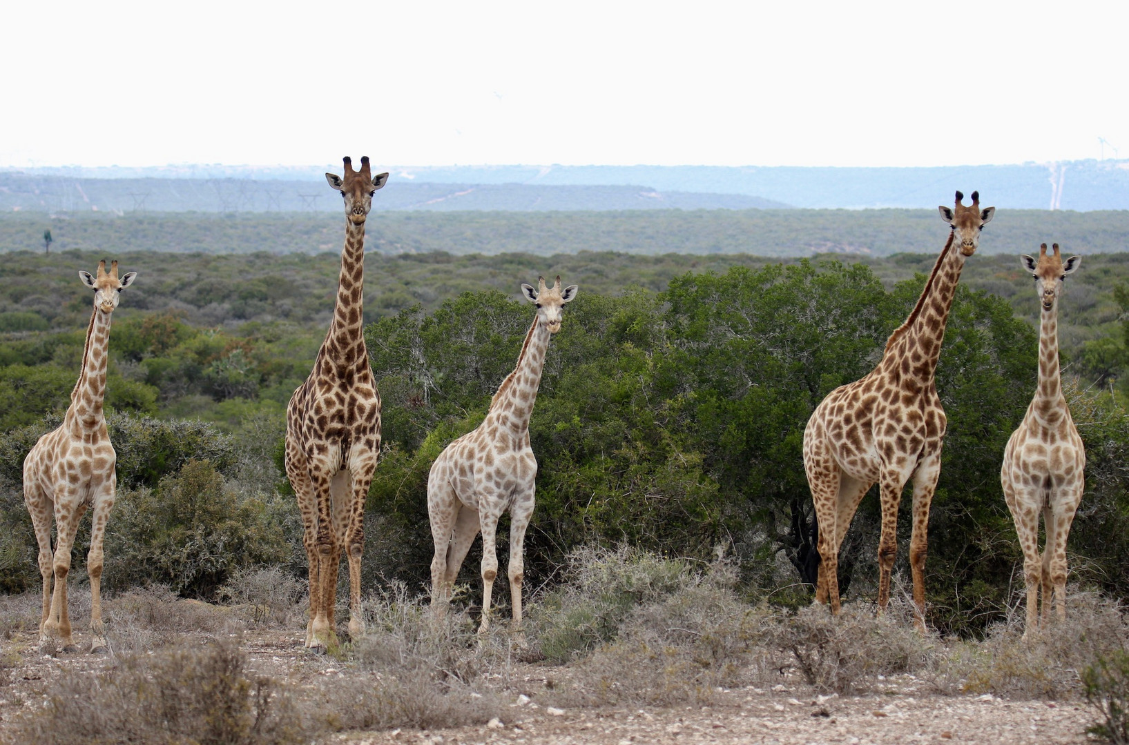 Giraffen Addo-Wildlife-Wildreservat