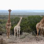 Giraffen Addo-Wildlife-Wildreservat