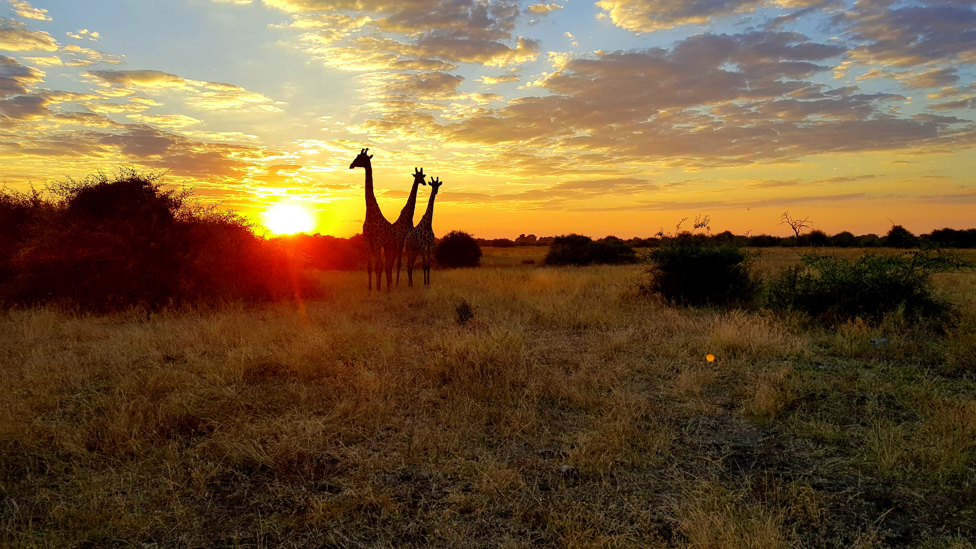 Giraffen am Abend