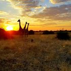 Giraffen am Abend