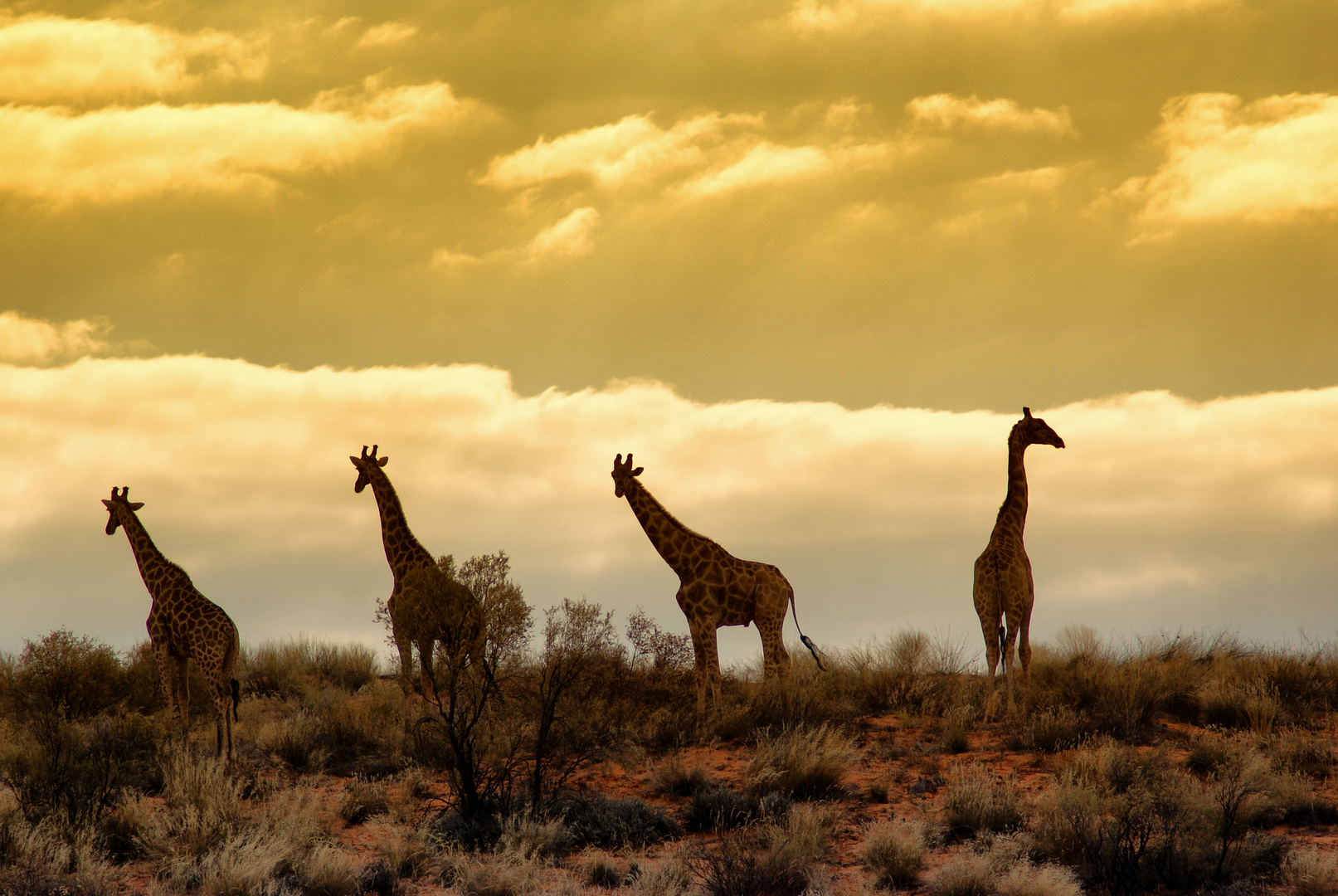 Giraffen am Horizont