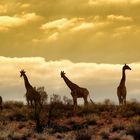 Giraffen am Horizont