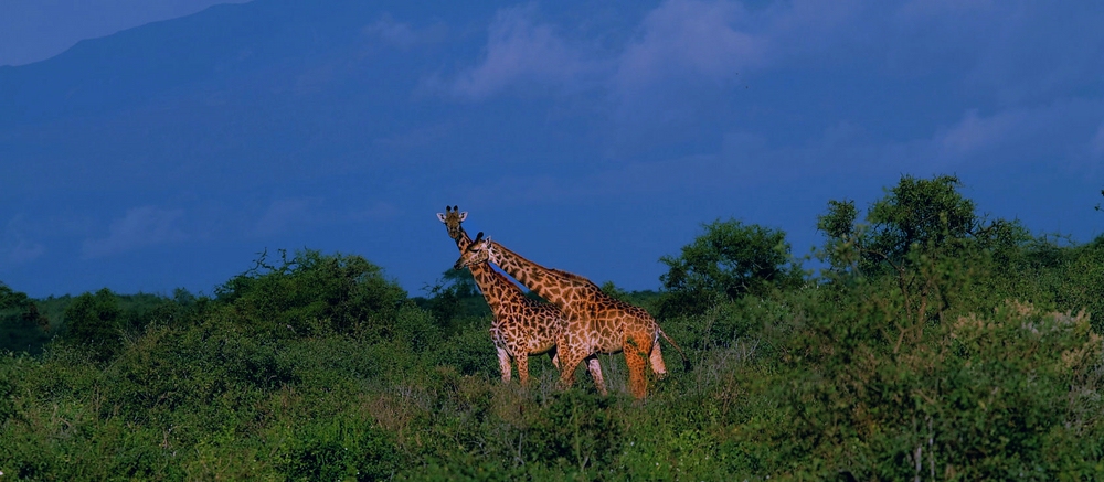 Giraffen am Kilimanjaro