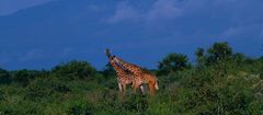 Giraffen am Kilimanjaro