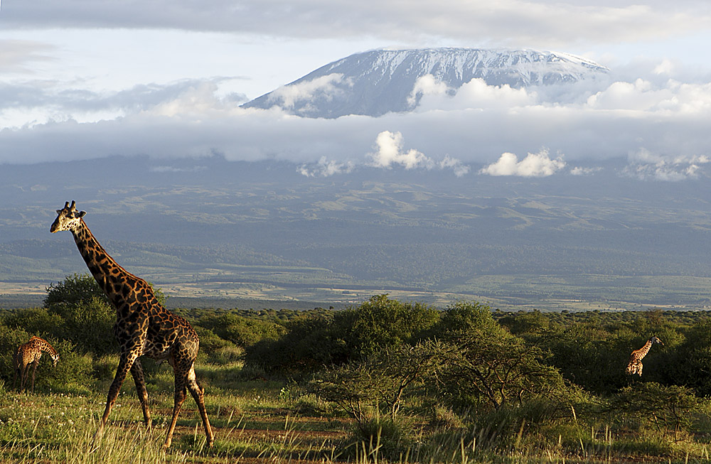 Giraffen am Kilimanjaro