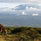 Giraffen am Kilimanjaro