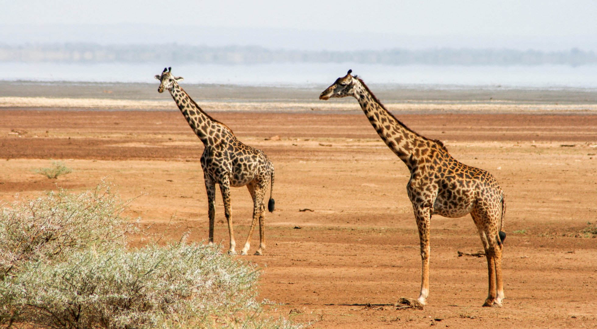 Giraffen am Lake Manyara