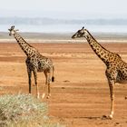 Giraffen am Lake Manyara