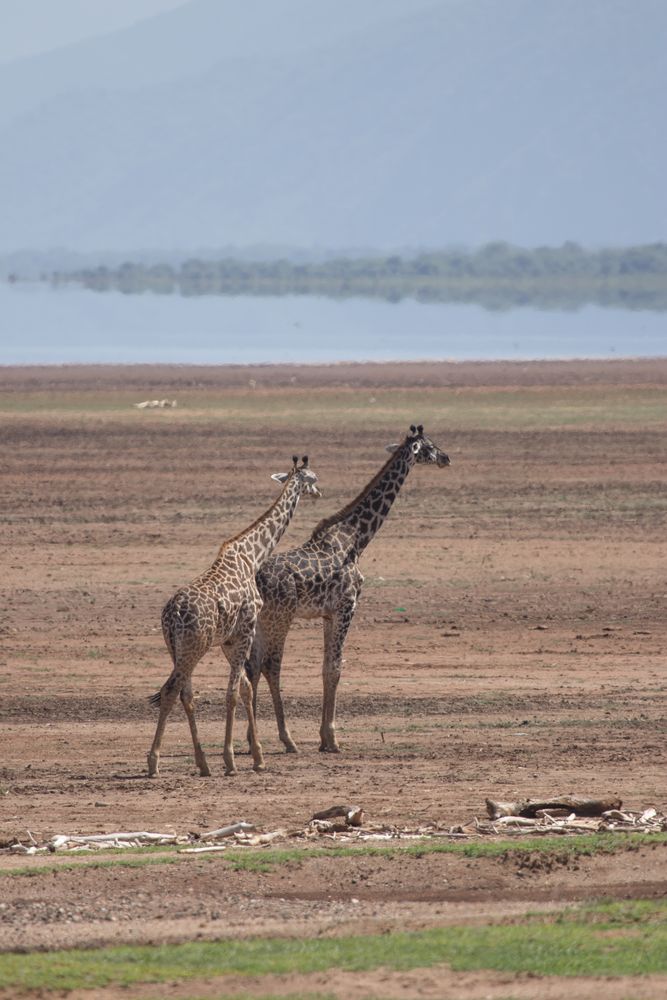 Giraffen am Lake Manyara