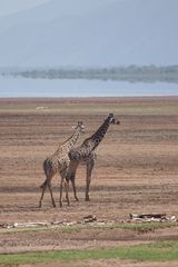 Giraffen am Lake Manyara