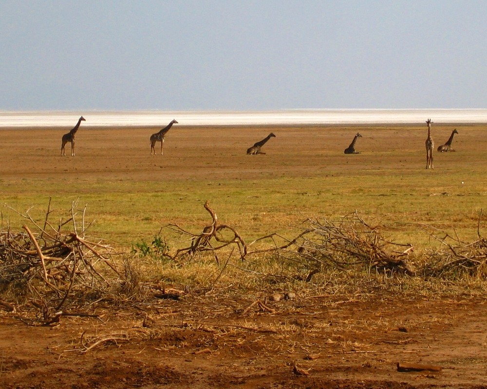 Giraffen am Lake Natron, Tansania