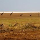 Giraffen am Lake Natron, Tansania