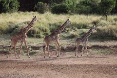 Giraffen am Mara-Fluss