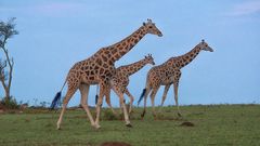 Giraffen am Morgen