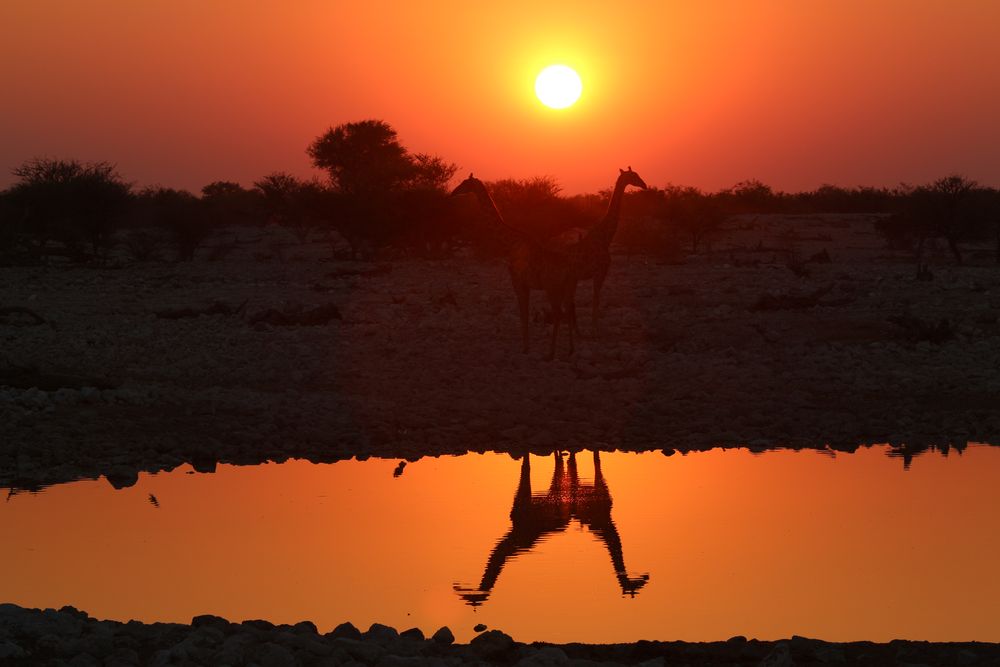 Giraffen am Okaukuejo Wasserloch