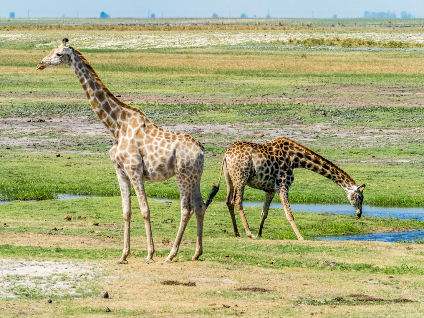 Giraffen am Wasser