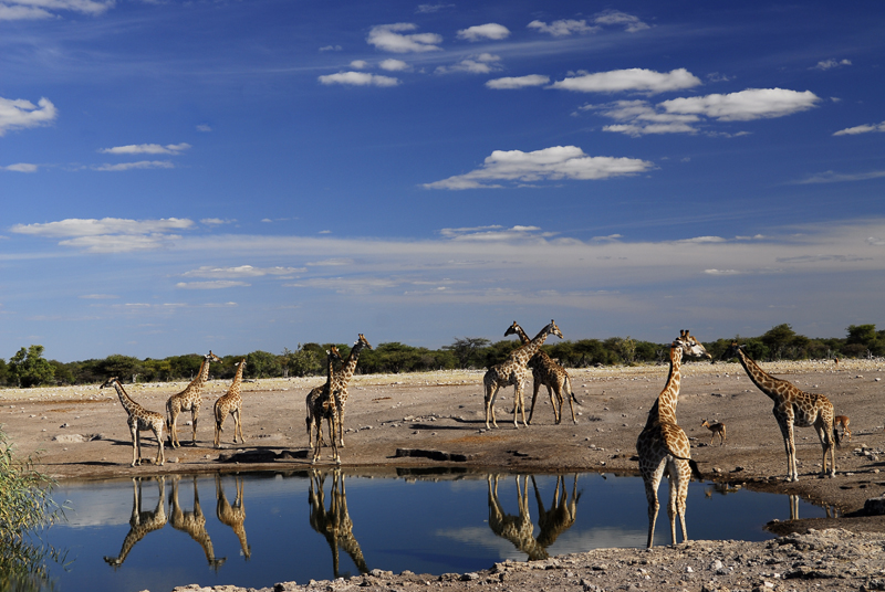 Giraffen am Wasserloch