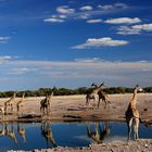 Giraffen am Wasserloch