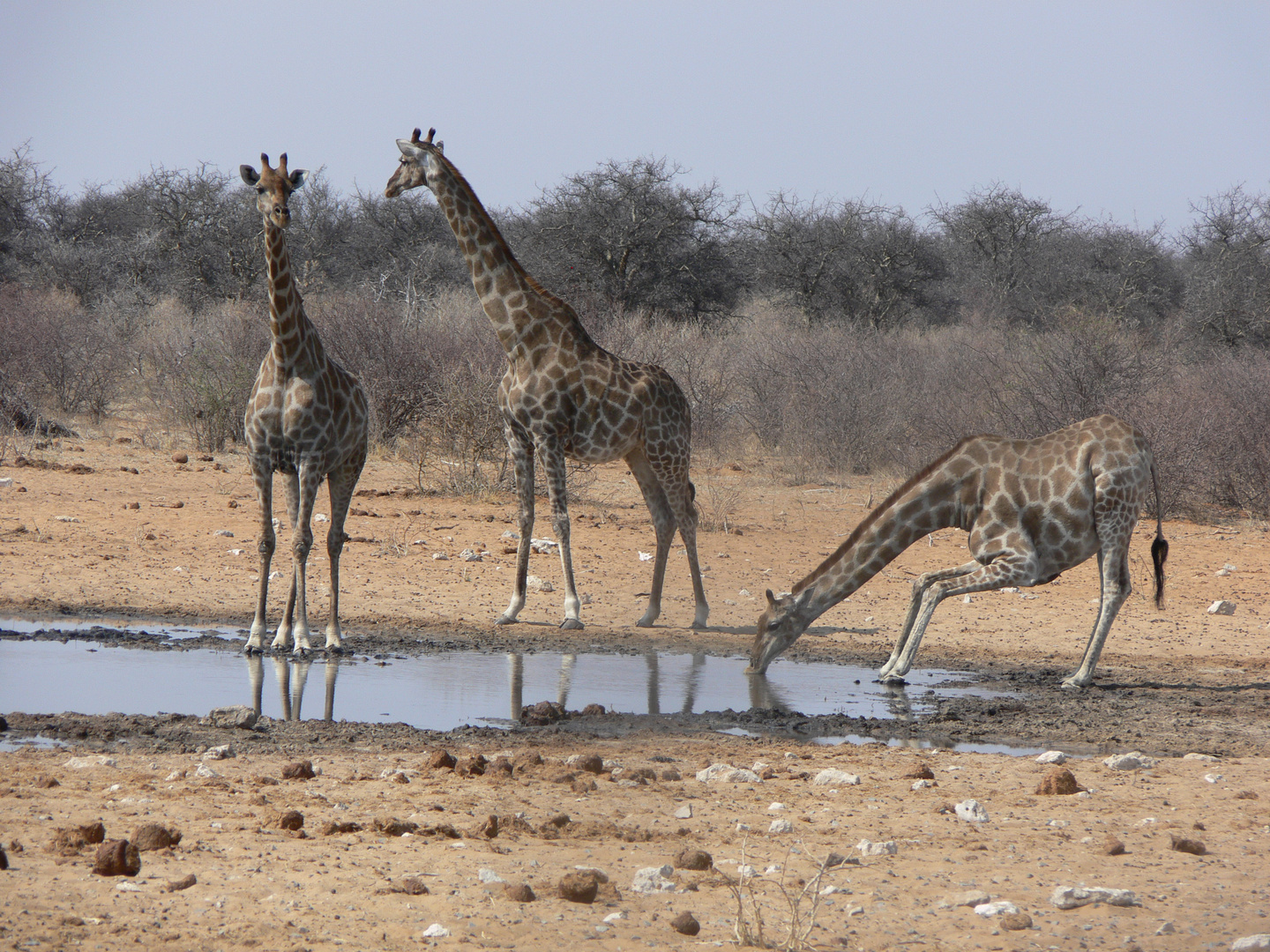 Giraffen am Wasserloch