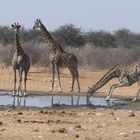 Giraffen am Wasserloch