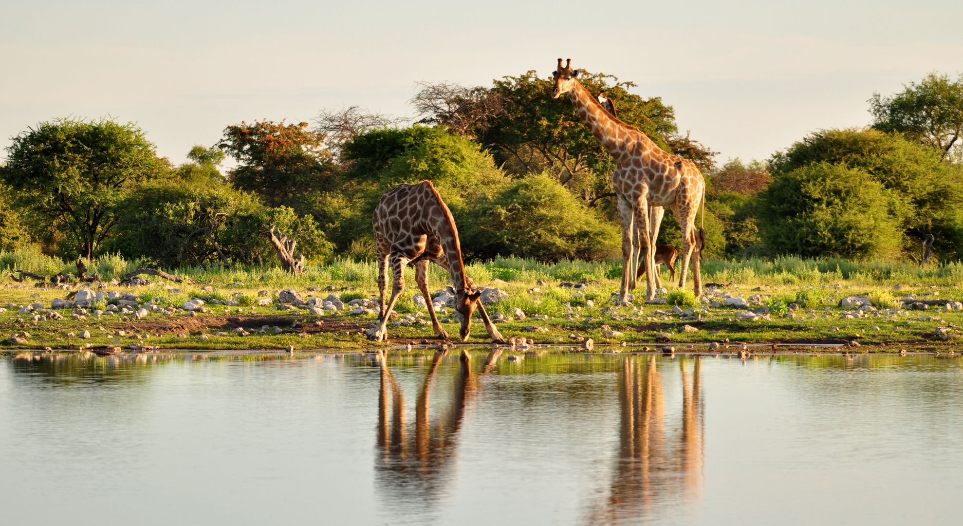 Giraffen am Wasserloch