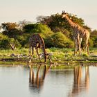 Giraffen am Wasserloch