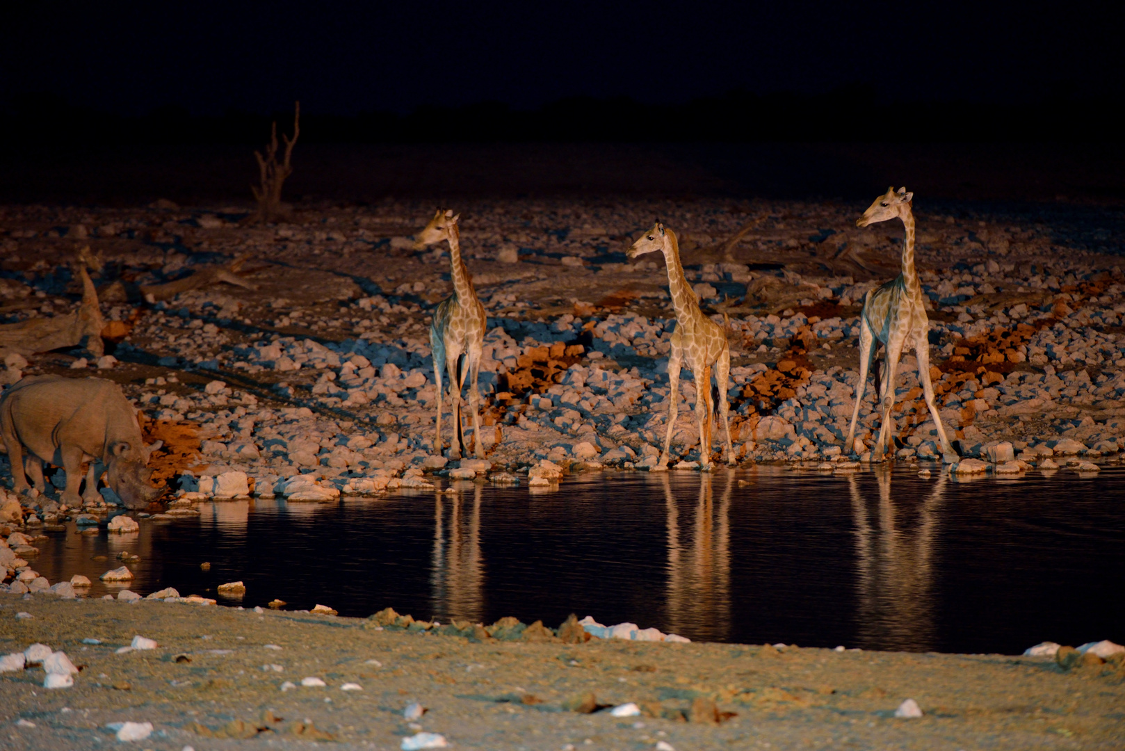 Giraffen am Wasserloch