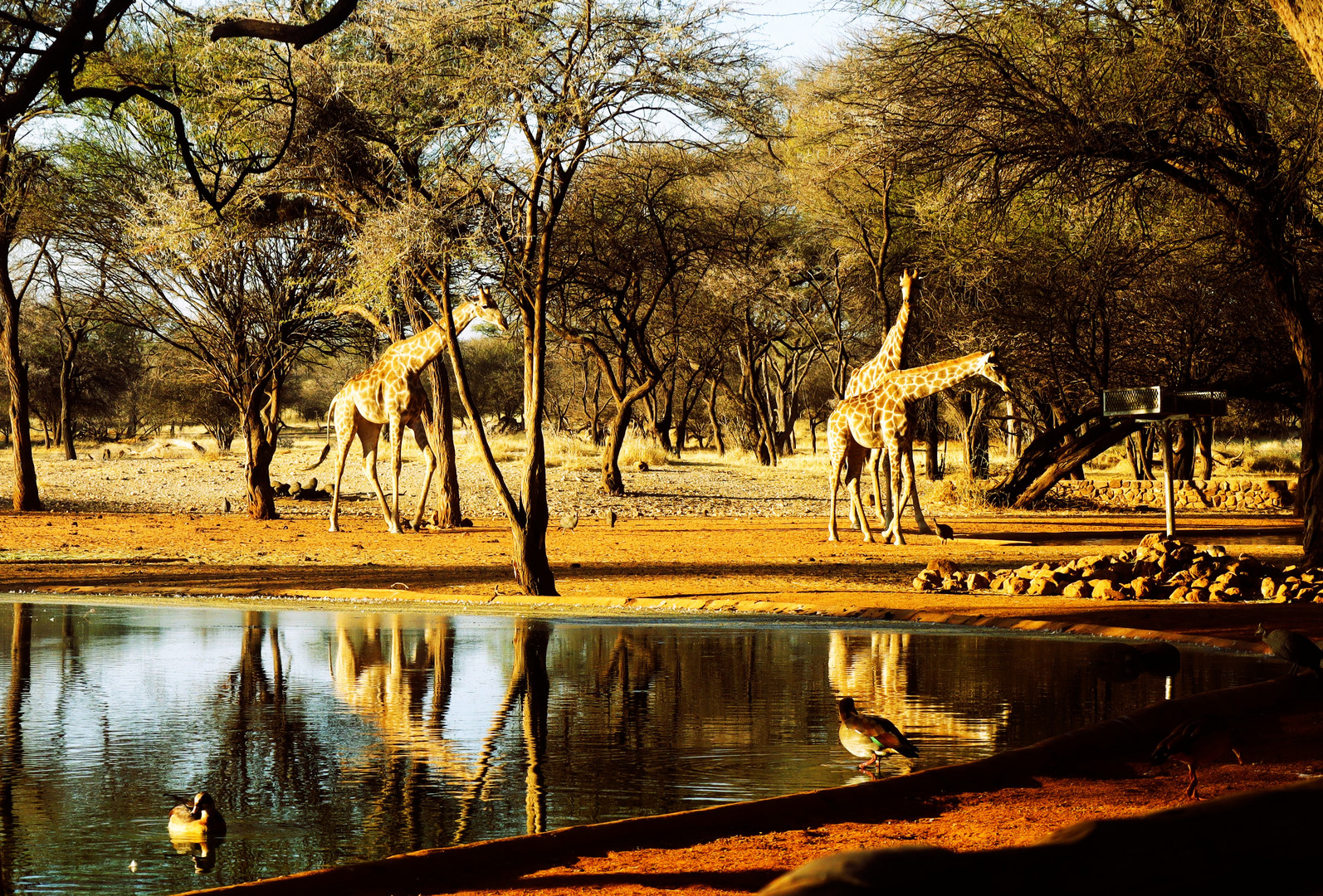 Giraffen am Wasserloch