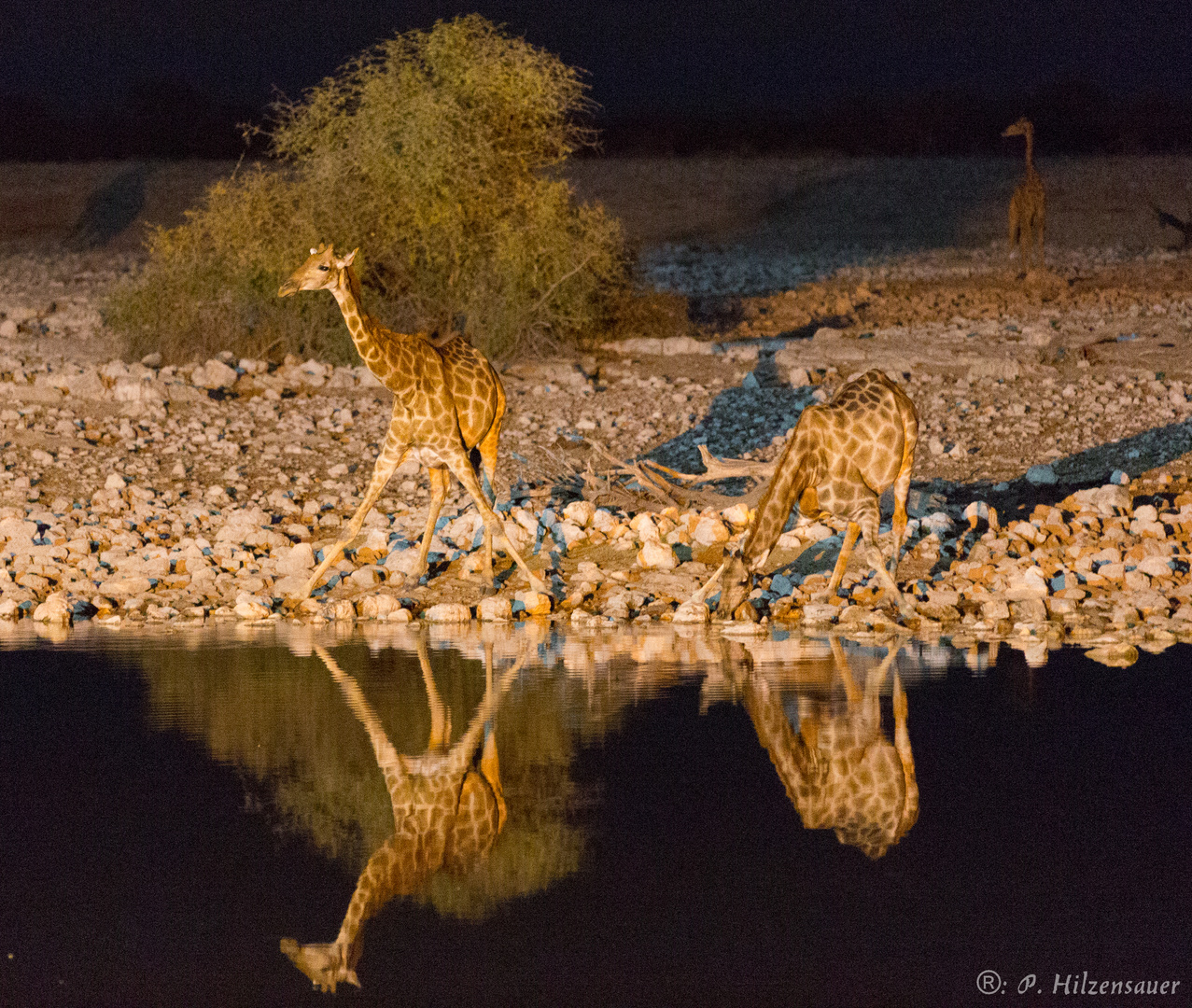 Giraffen am Wasserloch