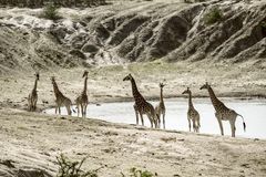 Giraffen am Wasserloch