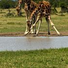 Giraffen am Wasserloch