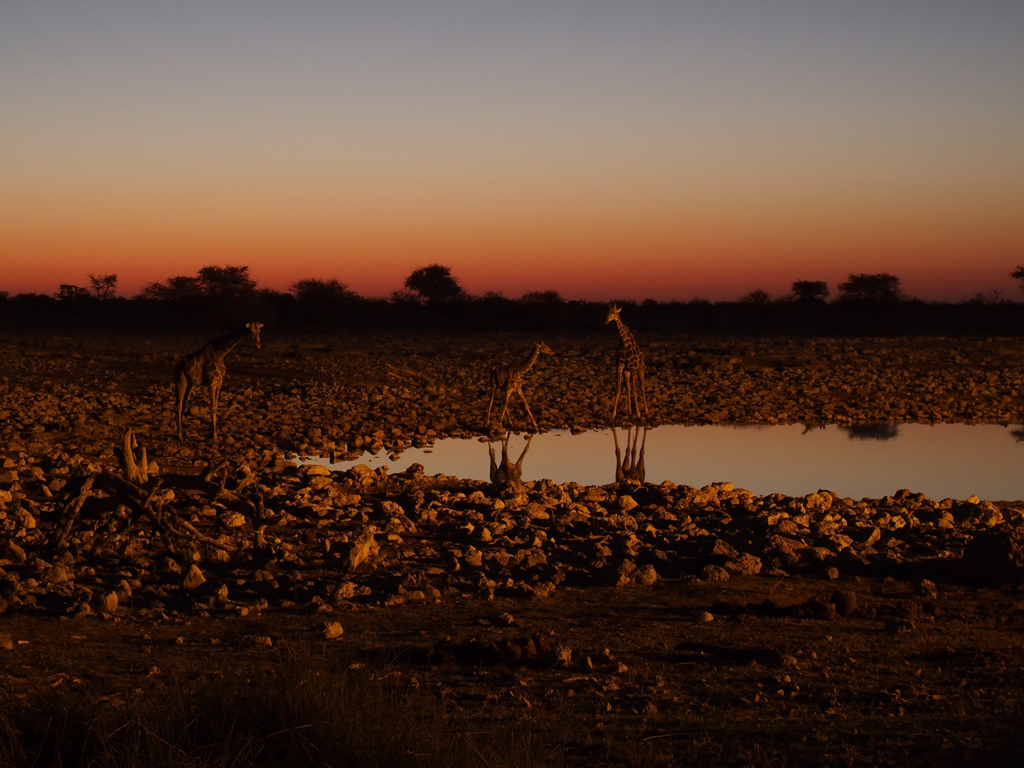 Giraffen am Wasserloch von Okaukuejo, Etosha Nationalpark Namibia