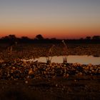 Giraffen am Wasserloch von Okaukuejo, Etosha Nationalpark Namibia