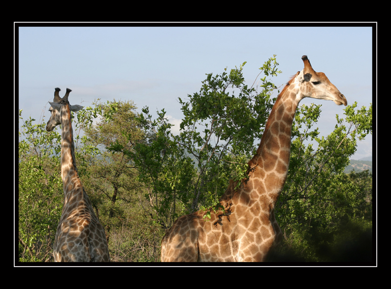 Giraffen am Wegesrand