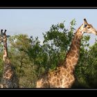 Giraffen am Wegesrand