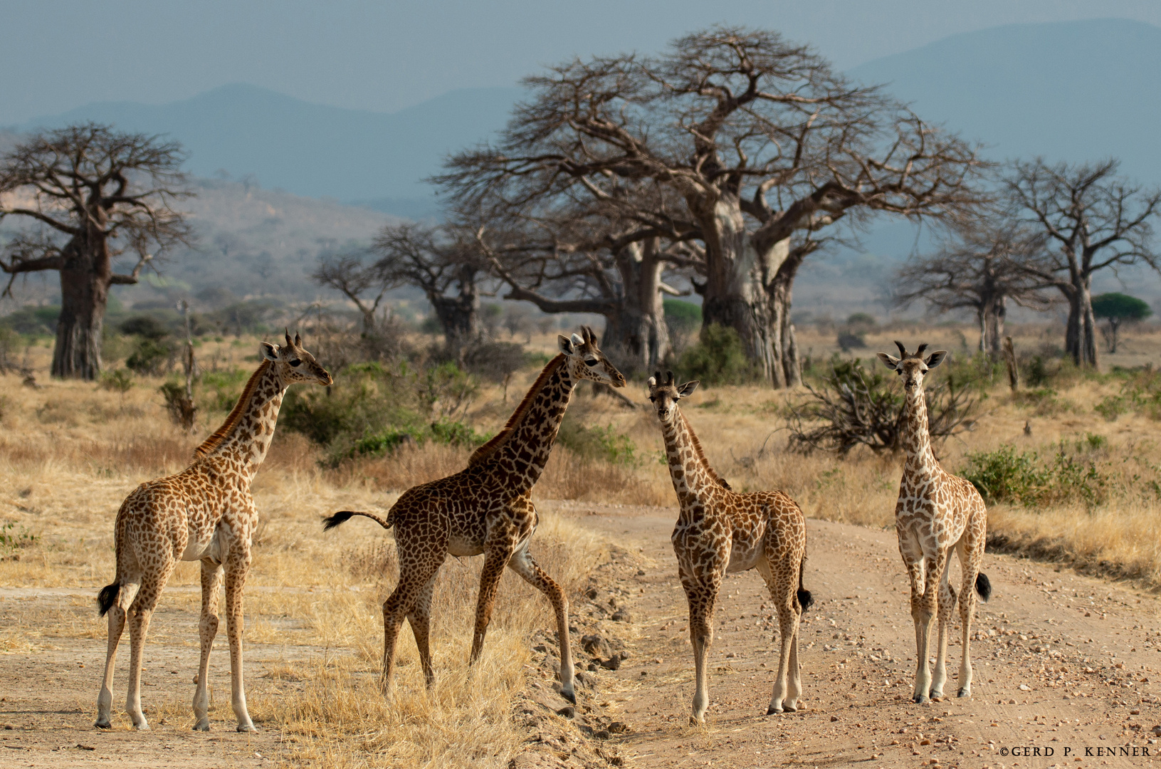 Giraffen am Zebrastreifen