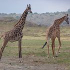 Giraffen an der Hatari-Lodge