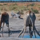 Giraffen an einer Wasserstelle, Botswana