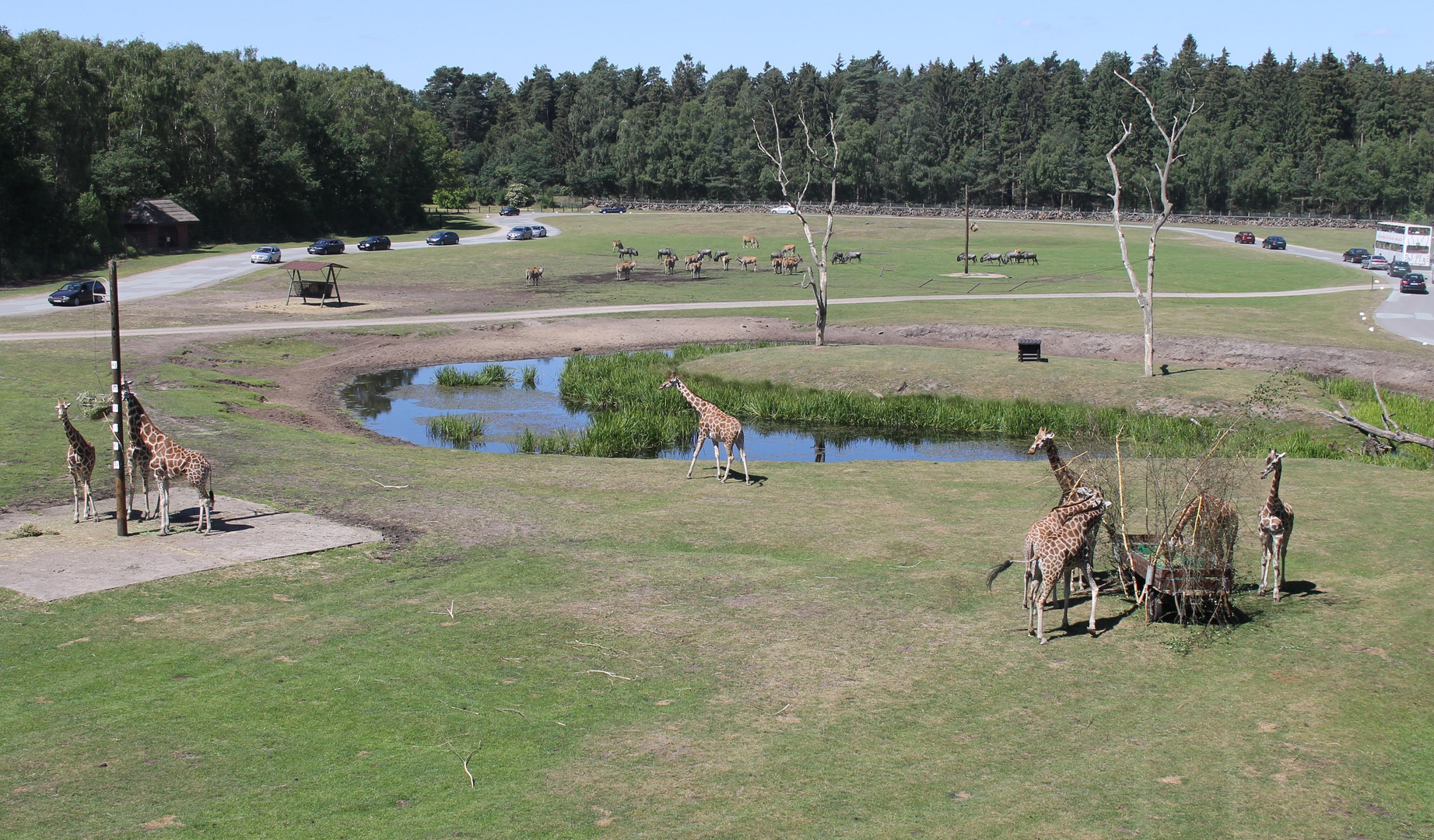 Giraffen, Antilopen, Gnus und...... Blechlawinen