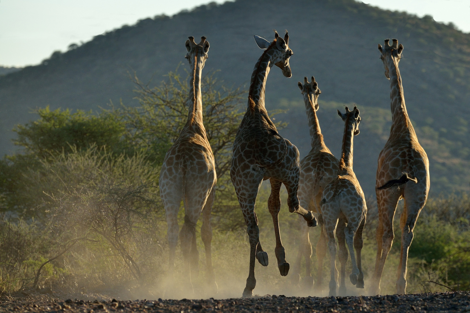 Giraffen auf der Flucht