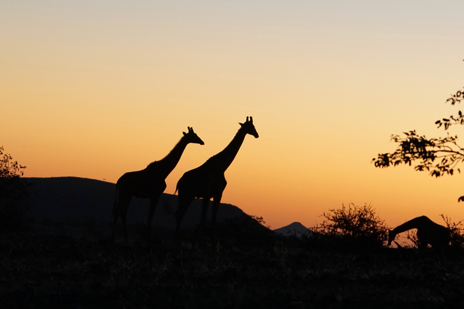 Giraffen auf Etendeka