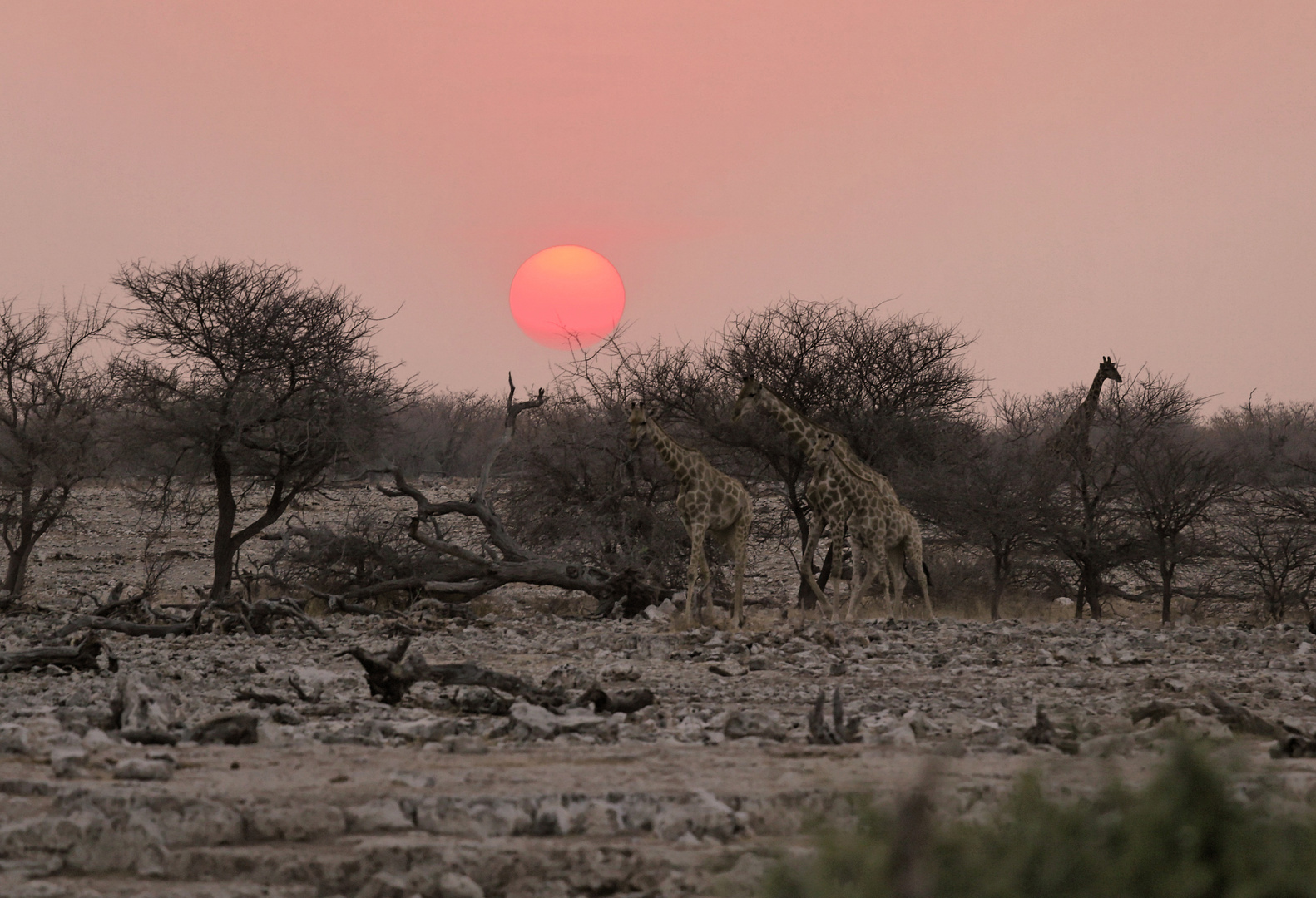 Giraffen auf ihrer abendlichen Wanderung zum Wasserloch